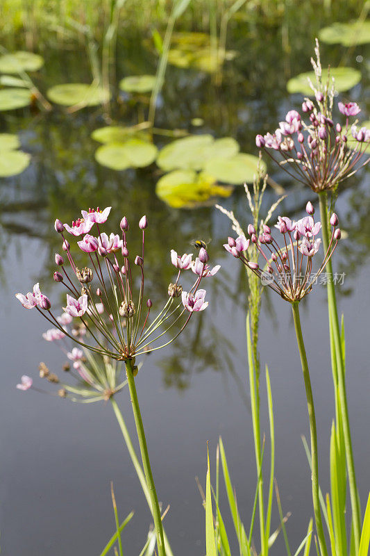 蒲草(Butomus umbellatus)